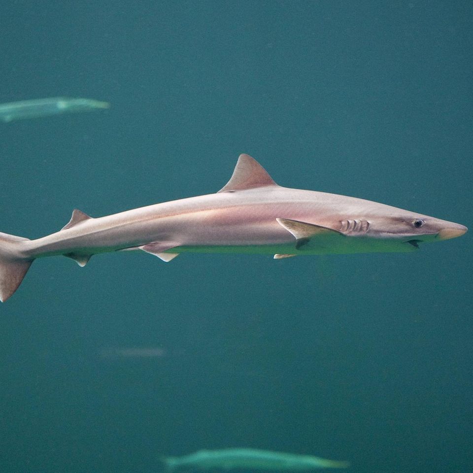 Wer sich schon immer gefragt hat, wo Haie eigentlich ihre Kindheit verbringen, hat jüngst eine Antwort darauf erhalten – zumindest was den Hundshai (Galeorhinus galeus) angeht. Er lebt praktisch vor unserer Haustür und nutzt die Nordsee als Kinderstube. Im deutsch-niederländischen Wattenmeer zwischen Borkum und den Westfriesischen Inseln stießen Forschende des Thünen-Instituts und des WWF auf neugeborene Hundshaie und Jungtiere; ältere Tiere werden im Sommer vor allem rund um Helgoland gesichtet. Mit einer Körperlänge von bis zu zwei Metern können die ausgewachsenen Haie hier durchaus Eindruck schinden – schließlich sind sie die größte ständig in der deutschen Nordsee lebende Haiart. Wer nicht zu ihren Beutetieren – Fischen, Krabben und Tintenfischen – gehört, muss sich vor dem Hai mit der spitzen Schnauze und den kleinen, klingenartigen Zähnen allerdings nicht fürchten. Vielmehr muss man um ihn fürchten: Weil der Hundshai immer wieder als Beifang in Fischernetzen landet, gilt er in den deutschen Meeresgebieten als stark gefährdet – und ist weltweit sogar vom Aussterben bedroht, warnen die Forschenden.  