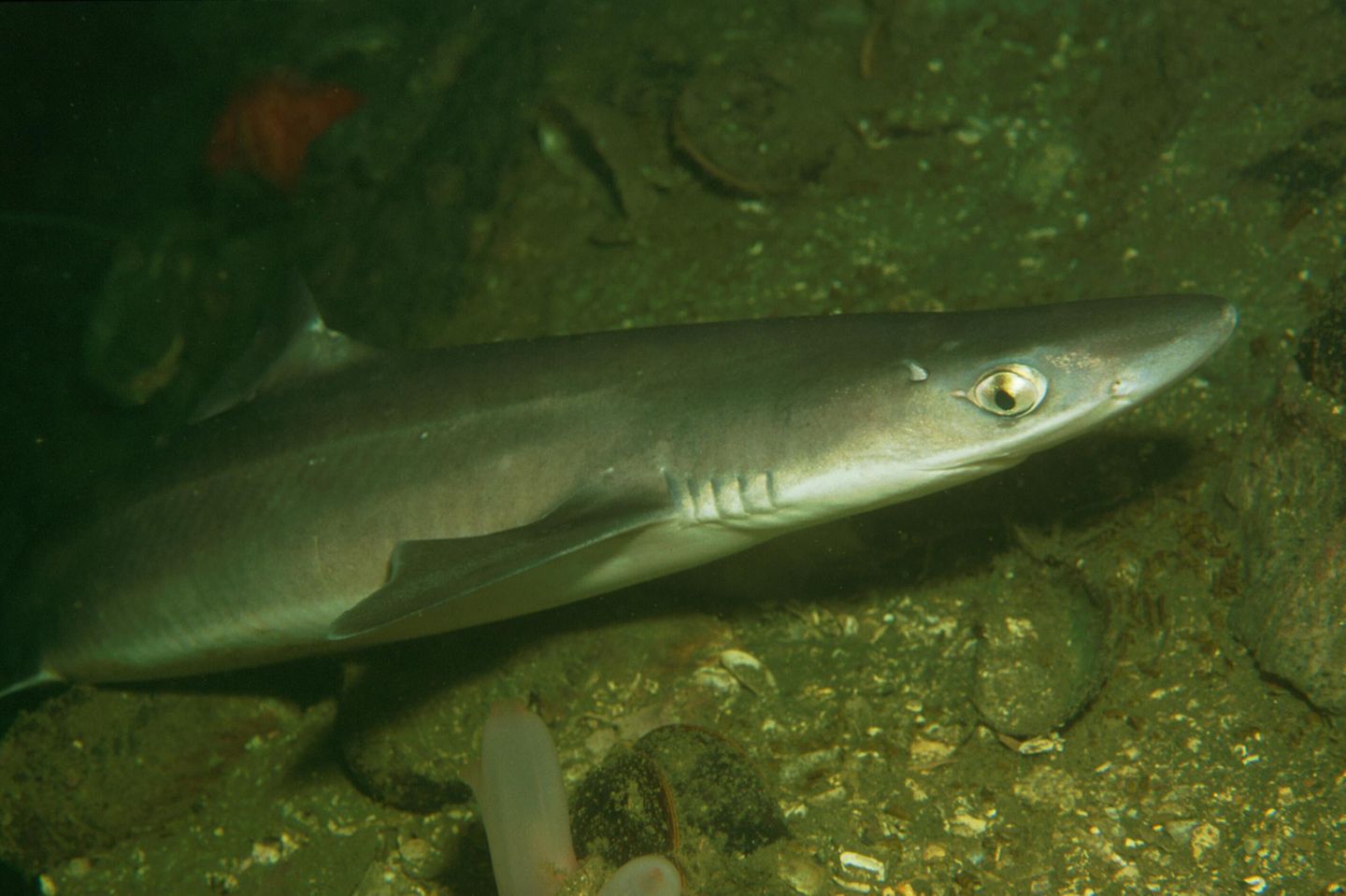 Auch der Dornhai (Squalus acanthias) ist in der Nordsee anzutreffen – noch. Denn die Art, die einst als Platzhirsch in gewaltigen Schwärmen durch die Nordsee schwamm, ist dramatisch von Überfischung bedroht und nur noch selten zu finden. Wie vielen anderen Haiarten wurde ihr ihre langsame Reproduktion zum Verhängnis – und unser Hunger auf Fisch: Die Rückenstücke des Dornhais werden hierzulande als "Seeaal" vermarktet, seine Bauchlappen geräuchert als "Schillerlocken" angeboten. Gegen die Überfischung ist selbst der Dornhai machtlos, obwohl er sich mit seinen stachelartigen, mit einer Giftdrüse verbundenen Flossen, denen er auch seinen Namen verdankt, eigentlich bestens verteidigen kann. Inzwischen ist der Fang von Dornhaien in der Nordsee EU-weit verboten. Angeboten wird sein Fleisch jedoch noch immer.