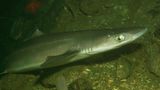 Auch der Dornhai (Squalus acanthias) ist in der Nordsee anzutreffen – noch. Denn die Art, die einst als Platzhirsch in gewaltigen Schwärmen durch die Nordsee schwamm, ist dramatisch von Überfischung bedroht und nur noch selten zu finden. Wie vielen anderen Haiarten wurde ihr ihre langsame Reproduktion zum Verhängnis – und unser Hunger auf Fisch: Die Rückenstücke des Dornhais werden hierzulande als "Seeaal" vermarktet, seine Bauchlappen geräuchert als "Schillerlocken" angeboten. Gegen die Überfischung ist selbst der Dornhai machtlos, obwohl er sich mit seinen stachelartigen, mit einer Giftdrüse verbundenen Flossen, denen er auch seinen Namen verdankt, eigentlich bestens verteidigen kann. Inzwischen ist der Fang von Dornhaien in der Nordsee EU-weit verboten. Angeboten wird sein Fleisch jedoch noch immer.