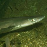 Auch der Dornhai (Squalus acanthias) ist in der Nordsee anzutreffen – noch. Denn die Art, die einst als Platzhirsch in gewaltigen Schwärmen durch die Nordsee schwamm, ist dramatisch von Überfischung bedroht und nur noch selten zu finden. Wie vielen anderen Haiarten wurde ihr ihre langsame Reproduktion zum Verhängnis – und unser Hunger auf Fisch: Die Rückenstücke des Dornhais werden hierzulande als "Seeaal" vermarktet, seine Bauchlappen geräuchert als "Schillerlocken" angeboten. Gegen die Überfischung ist selbst der Dornhai machtlos, obwohl er sich mit seinen stachelartigen, mit einer Giftdrüse verbundenen Flossen, denen er auch seinen Namen verdankt, eigentlich bestens verteidigen kann. Inzwischen ist der Fang von Dornhaien in der Nordsee EU-weit verboten. Angeboten wird sein Fleisch jedoch noch immer.