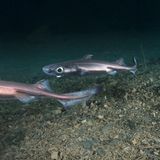 Im Vergleich zu manchen Verwandten ist er gerade zu winzig, nur 46 bis 60 Zentimeter misst der Kleine Schwarze Dornhai (Etmopterus spinax). Und doch verfügt er über eine außergewöhnliche Fähigkeit: Er kann leuchten. An der Bauchseite besitzt er Leuchtorgane, die seinen ansonsten dunklen Körper mittels Biolumineszenz grünlich schimmern lassen. Der Hai, über dessen Lebensgewohnheiten noch wenig bekannt ist, lebt teilweise in Schwärmen und bevölkert den östlichen Atlantik, das Mittelmeer – und mitunter auch die Tiefen der nördlichen Nordsee.