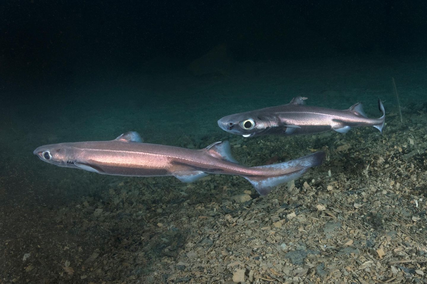 Im Vergleich zu manchen Verwandten ist er gerade zu winzig, nur 46 bis 60 Zentimeter misst der Kleine Schwarze Dornhai (Etmopterus spinax). Und doch verfügt er über eine außergewöhnliche Fähigkeit: Er kann leuchten. An der Bauchseite besitzt er Leuchtorgane, die seinen ansonsten dunklen Körper mittels Biolumineszenz grünlich schimmern lassen. Der Hai, über dessen Lebensgewohnheiten noch wenig bekannt ist, lebt teilweise in Schwärmen und bevölkert den östlichen Atlantik, das Mittelmeer – und mitunter auch die Tiefen der nördlichen Nordsee.
