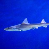 Der Name des Weißgefleckten Glatthais (Mustelus asterias) ist Programm: Weiße Punkte überziehen den Rücken des schlanken, gräulichen Tiers, dessen Verbreitungsgebiet sich vom nordöstlichen Atlantik und der Nordsee bis zu den Kanaren und in den Mittelmeerraum erstreckt. Dabei unternimmt der Hai immer wieder Ausflüge in Gegenden, in denen man ihn nicht erwarten würde: Selbst in der Themse in London wurde der Weißgefleckte Glatthai schon gesichtet. 