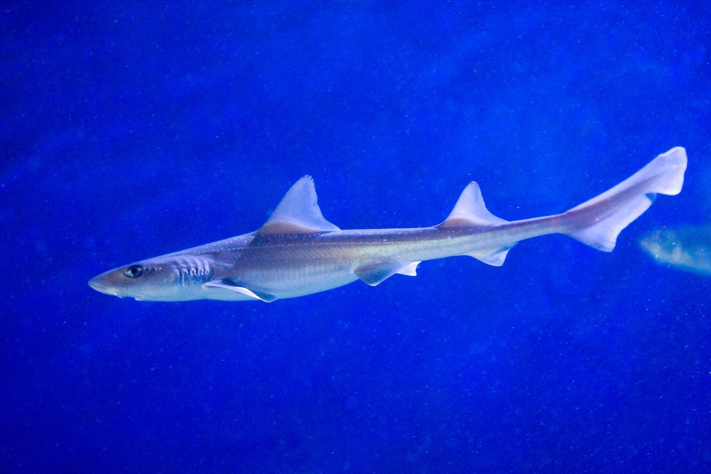 Der Name des Weißgefleckten Glatthais (Mustelus asterias) ist Programm: Weiße Punkte überziehen den Rücken des schlanken, gräulichen Tiers, dessen Verbreitungsgebiet sich vom nordöstlichen Atlantik und der Nordsee bis zu den Kanaren und in den Mittelmeerraum erstreckt. Dabei unternimmt der Hai immer wieder Ausflüge in Gegenden, in denen man ihn nicht erwarten würde: Selbst in der Themse in London wurde der Weißgefleckte Glatthai schon gesichtet. 