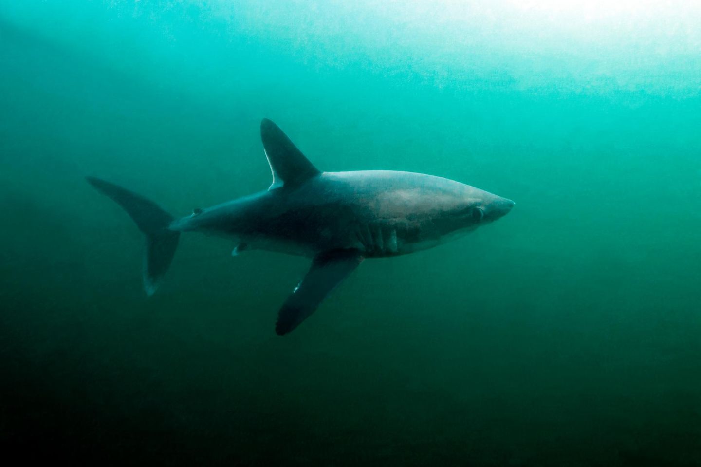 Optisch ähnelt der Heringshai (Lamna nasus) seinem berühmt-berüchtigten Verwandten, dem weißen Hai: halbmondförmige Schwanzflosse, spindelförmiger Körper, lange Kiemenschlitze. Doch auch, wenn dem drei Meter großen und 200 Kilogramm schweren Fisch mit Vorsicht zu begegnen ist, sind kaum Angriffe auf Menschen bekannt. Ohnehin kommt der Heringshai der Küste in der Regel nicht zu nahe und taucht bis zu 700 Meter tief, da er kühles Wasser bevorzugt. In den Sommermonaten ist er jedoch auch in Küstennähe zu finden. Neben seinem Hauptverbreitungsgebiet im Nordatlantik taucht er mitunter auch in der Nordsee auf. Schließlich unternimmt der rastlose Heringshai lange Wanderungen: In Südengland markierte Haie wurden später in Nordnorwegen, Dänemark und Spanien wiederentdeckt.