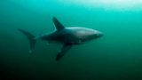 Optisch ähnelt der Heringshai (Lamna nasus) seinem berühmt-berüchtigten Verwandten, dem weißen Hai: halbmondförmige Schwanzflosse, spindelförmiger Körper, lange Kiemenschlitze. Doch auch, wenn dem drei Meter großen und 200 Kilogramm schweren Fisch mit Vorsicht zu begegnen ist, sind kaum Angriffe auf Menschen bekannt. Ohnehin kommt der Heringshai der Küste in der Regel nicht zu nahe und taucht bis zu 700 Meter tief, da er kühles Wasser bevorzugt. In den Sommermonaten ist er jedoch auch in Küstennähe zu finden. Neben seinem Hauptverbreitungsgebiet im Nordatlantik taucht er mitunter auch in der Nordsee auf. Schließlich unternimmt der rastlose Heringshai lange Wanderungen: In Südengland markierte Haie wurden später in Nordnorwegen, Dänemark und Spanien wiederentdeckt.