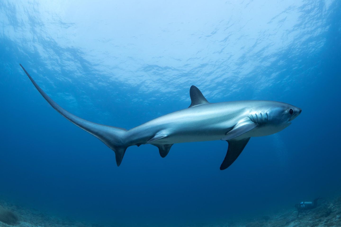 Der Gemeine Fuchshai (Alopias vulpinus) überwältigt seine Opfer auf ganz eigene Art und Weise: Mit seiner enormen Schwanzflosse, deren oberer Teil fast so lang ist wie der gesamte restliche Körper, schlägt er auf seine Beute ein. Dieser jagt er vor allem in gemäßigten bis subtropischen Meeren nach. Während seiner Sommerfrische ist der Gemeine Fuchshai jedoch auch hin und wieder auch in der Nordsee anzutreffen. Dann nämlich wandern die europäischen Fuchshaie aus südlicheren Gefilden in Richtung Norden. So geschickt der flinke Schwimmer auch durch die Ozeane schnellt, er ist doch bedroht: Weil er in vielen Teilen der Welt auf dem Teller oder als Beifang in Netzen landet und zudem ausgerechnet wegen seines besonders harten Überlebenskampfes an der Angel ein beliebtes Opfer von Sportfischern ist, gilt der Fuchshai als gefährdet. 