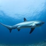 Der Gemeine Fuchshai (Alopias vulpinus) überwältigt seine Opfer auf ganz eigene Art und Weise: Mit seiner enormen Schwanzflosse, deren oberer Teil fast so lang ist wie der gesamte restliche Körper, schlägt er auf seine Beute ein. Dieser jagt er vor allem in gemäßigten bis subtropischen Meeren nach. Während seiner Sommerfrische ist der Gemeine Fuchshai jedoch auch hin und wieder auch in der Nordsee anzutreffen. Dann nämlich wandern die europäischen Fuchshaie aus südlicheren Gefilden in Richtung Norden. So geschickt der flinke Schwimmer auch durch die Ozeane schnellt, er ist doch bedroht: Weil er in vielen Teilen der Welt auf dem Teller oder als Beifang in Netzen landet und zudem ausgerechnet wegen seines besonders harten Überlebenskampfes an der Angel ein beliebtes Opfer von Sportfischern ist, gilt der Fuchshai als gefährdet. 