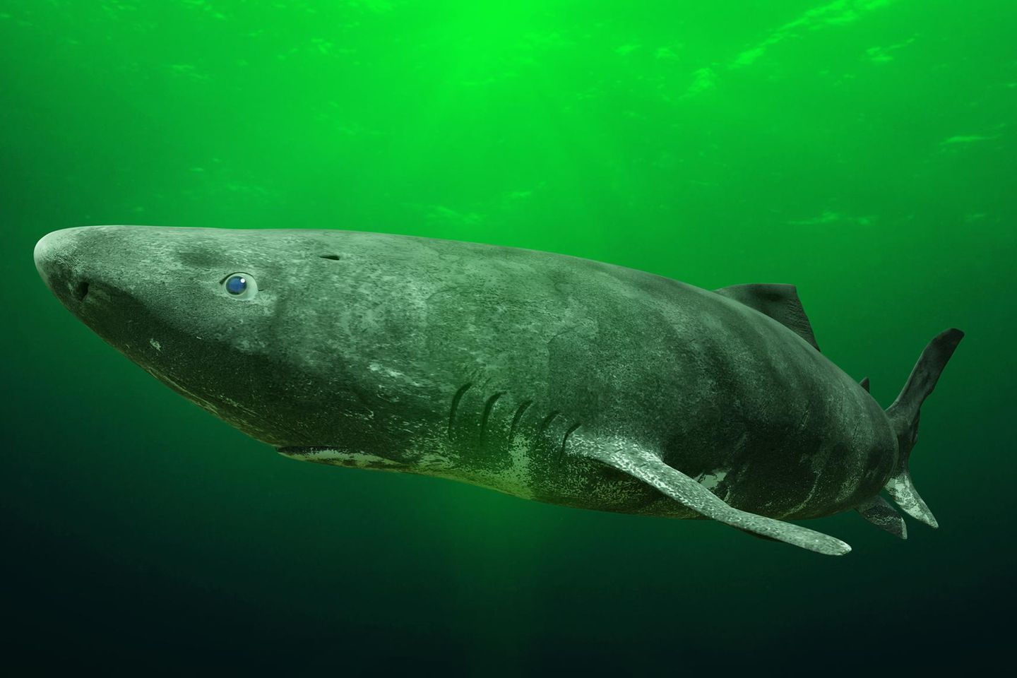 Grönlandhai: Besuch aus dem hohen Norden Noch immer ist der Grönlandhai oder Eishai (Somniosus microcephalus) ein kleines Mysterium, seine Lebensweise kaum erforscht. Doch so viel ist bekannt und angesichts seines Namens auch nicht verwunderlich: Er mag es frostig und ist vor allem in den arktischen Gewässern des Nordatlantiks zu finden. Und: Er kann mehrere Hundert Jahre alt werden, vermuten Forschende. Genug Zeit also, um sich aus den heimischen Gewässern herauszuwagen und umherzuwandern. Und hin und wieder auch der Nordsee einen Besuch abzustatten – oder dort gar seine Jungen großzuziehen. Vor allem im Skagerrak, einem Nordseeteil zwischen Dänemark, Norwegen und Schweden beobachteten Forschende junge Grönlandhaie.