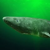 Noch immer ist der Grönlandhai oder Eishai (Somniosus microcephalus) ein kleines Mysterium, seine Lebensweise kaum erforscht. Doch so viel ist bekannt und angesichts seines Namens auch nicht verwunderlich: Er mag es frostig und ist vor allem in den arktischen Gewässern des Nordatlantiks zu finden. Und: Er kann mehrere Hundert Jahre alt werden, vermuten Forschende. Genug Zeit also, um sich aus den heimischen Gewässern herauszuwagen und umherzuwandern. Und hin und wieder auch der Nordsee einen Besuch abzustatten – oder dort gar seine Jungen großzuziehen. Vor allem im Skagerrak, einem Nordseeteil zwischen Dänemark, Norwegen und Schweden beobachteten Forschende junge Grönlandhaie.