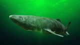 Noch immer ist der Grönlandhai oder Eishai (Somniosus microcephalus) ein kleines Mysterium, seine Lebensweise kaum erforscht. Doch so viel ist bekannt und angesichts seines Namens auch nicht verwunderlich: Er mag es frostig und ist vor allem in den arktischen Gewässern des Nordatlantiks zu finden. Und: Er kann mehrere Hundert Jahre alt werden, vermuten Forschende. Genug Zeit also, um sich aus den heimischen Gewässern herauszuwagen und umherzuwandern. Und hin und wieder auch der Nordsee einen Besuch abzustatten – oder dort gar seine Jungen großzuziehen. Vor allem im Skagerrak, einem Nordseeteil zwischen Dänemark, Norwegen und Schweden beobachteten Forschende junge Grönlandhaie.
