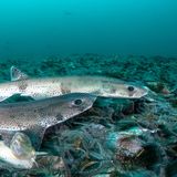 Er ist der kleinste in der Nordsee heimische Hai, legt Eier und verdankt seinen Namen seinen wie bei Katzen geformten Augen und den dunklen Pünktchen auf seiner Haut: der Kleingefleckte Katzenhai (Scyliorhinus canicula). Seine Färbung tarnt den nachtaktiven Hai auf dem Meeresboden perfekt vor Fressfeinden wie Robben, Dorschen und größeren Haien. Besonders in sandigen, algenbewachsenen und schlickigen Küstengewässern fühlt sich der zwischen 60 und 100 Zentimeter lange Meeresbewohner wohl. Da er im Gegensatz zu den meisten seiner Verwandten nicht gefährdet ist, gilt er inzwischen als der am häufigsten in der Nordsee vorkommende Hai.