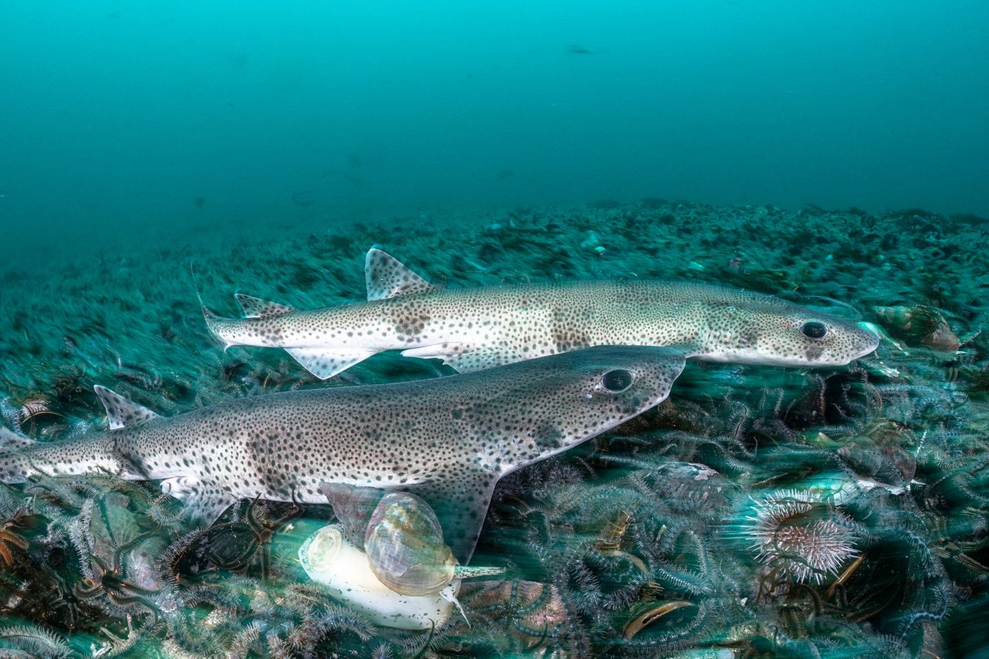 Er ist der kleinste in der Nordsee heimische Hai, legt Eier und verdankt seinen Namen seinen wie bei Katzen geformten Augen und den dunklen Pünktchen auf seiner Haut: der Kleingefleckte Katzenhai (Scyliorhinus canicula). Seine Färbung tarnt den nachtaktiven Hai auf dem Meeresboden perfekt vor Fressfeinden wie Robben, Dorschen und größeren Haien. Besonders in sandigen, algenbewachsenen und schlickigen Küstengewässern fühlt sich der zwischen 60 und 100 Zentimeter lange Meeresbewohner wohl. Da er im Gegensatz zu den meisten seiner Verwandten nicht gefährdet ist, gilt er inzwischen als der am häufigsten in der Nordsee vorkommende Hai.