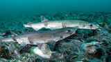 Er ist der kleinste in der Nordsee heimische Hai, legt Eier und verdankt seinen Namen seinen wie bei Katzen geformten Augen und den dunklen Pünktchen auf seiner Haut: der Kleingefleckte Katzenhai (Scyliorhinus canicula). Seine Färbung tarnt den nachtaktiven Hai auf dem Meeresboden perfekt vor Fressfeinden wie Robben, Dorschen und größeren Haien. Besonders in sandigen, algenbewachsenen und schlickigen Küstengewässern fühlt sich der zwischen 60 und 100 Zentimeter lange Meeresbewohner wohl. Da er im Gegensatz zu den meisten seiner Verwandten nicht gefährdet ist, gilt er inzwischen als der am häufigsten in der Nordsee vorkommende Hai.