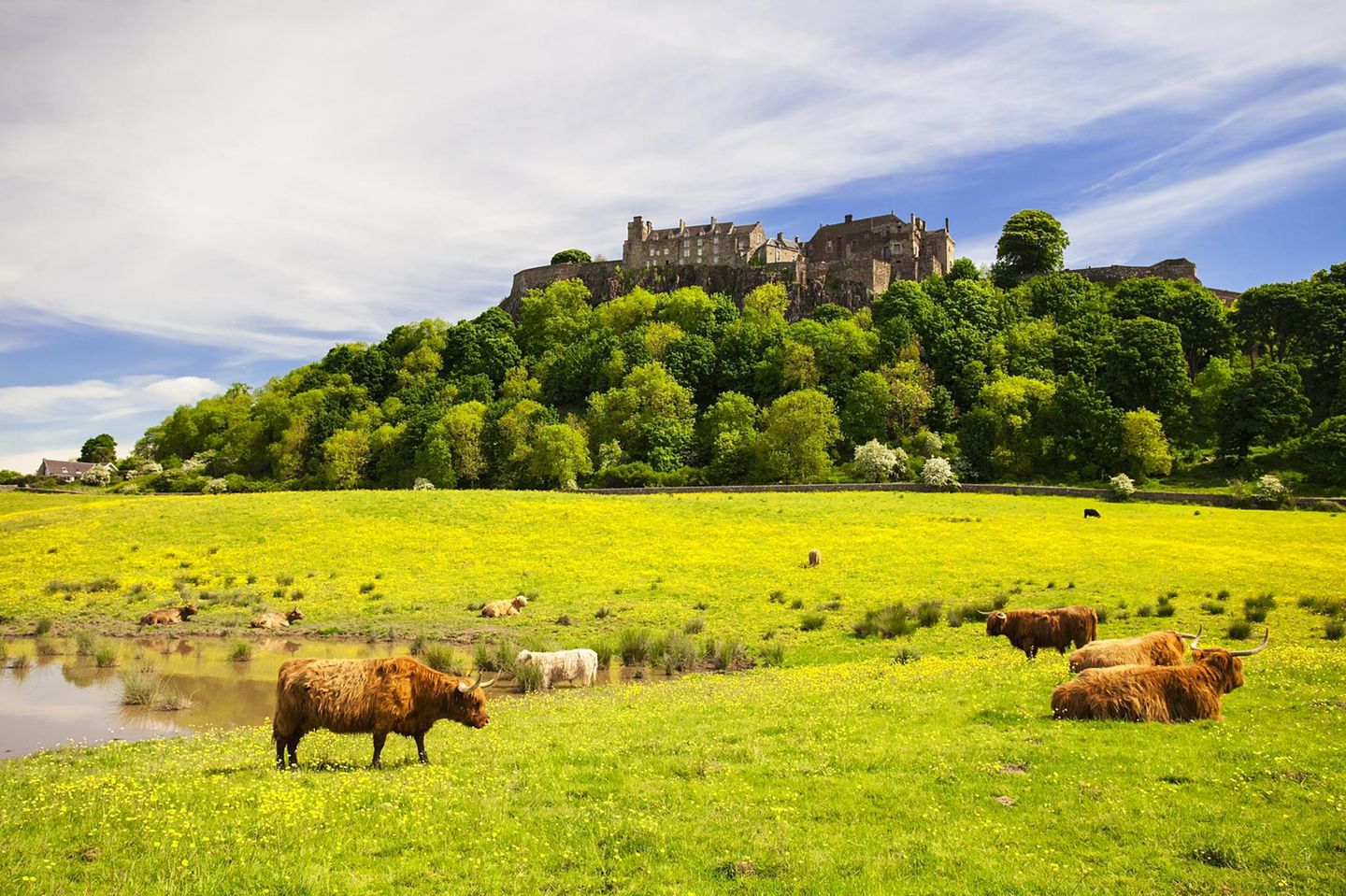 Stirling Castle: Tor zu den Highlands Stirling Castle mit Rindern auf der Wiese in Schottland