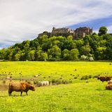 Stirling Castle mit Rindern auf der Wiese in Schottland