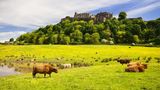 Stirling Castle mit Rindern auf der Wiese in Schottland