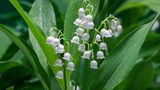 Die Blumenzwiebeln des Maiglöckchens (Convallaria Majalis) können Sie fast überall im Garten und sogar auf dem Balkon pflanzen. Wichtig ist, dass die Pflanze nicht in der prallen Sonne steht. Ein halbschattiger bis schattiger Standort ist ideal, dazu ein frischer Boden. Dank des tiefreichenden Wurzelwerks verträgt das Maiglöckchen im Sommer auch längere Trockenphasen. Die Blüten zeigen sich von April bis Juni und duften angenehm. Später bilden sich rote Früchte, welche bei Amseln beliebt sind.