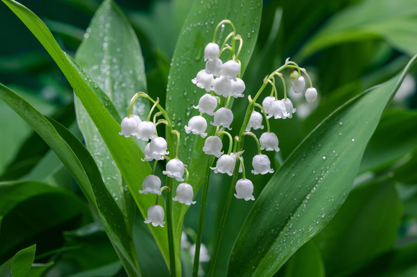 Die Blumenzwiebeln des Maiglöckchens (Convallaria Majalis) können Sie fast überall im Garten und sogar auf dem Balkon pflanzen. Wichtig ist, dass die Pflanze nicht in der prallen Sonne steht. Ein halbschattiger bis schattiger Standort ist ideal, dazu ein frischer Boden. Dank des tiefreichenden Wurzelwerks verträgt das Maiglöckchen im Sommer auch längere Trockenphasen. Die Blüten zeigen sich von April bis Juni und duften angenehm. Später bilden sich rote Früchte, welche bei Amseln beliebt sind.