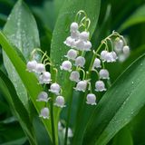 Die Blumenzwiebeln des Maiglöckchens (Convallaria Majalis) können Sie fast überall im Garten und sogar auf dem Balkon pflanzen. Wichtig ist, dass die Pflanze nicht in der prallen Sonne steht. Ein halbschattiger bis schattiger Standort ist ideal, dazu ein frischer Boden. Dank des tiefreichenden Wurzelwerks verträgt das Maiglöckchen im Sommer auch längere Trockenphasen. Die Blüten zeigen sich von April bis Juni und duften angenehm. Später bilden sich rote Früchte, welche bei Amseln beliebt sind.