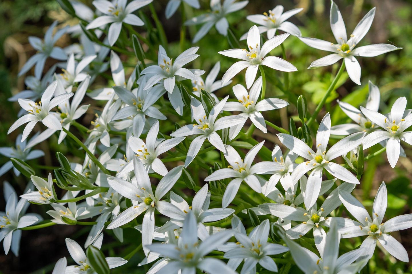 Auch beim Dolden-Milchstern (Ornithogalum umbellatum) handelt es sich um einen Archäophyten. Er bevorzugt einen halbschattigen, frischen Standort. Die Blütezeit der sternförmigen Blüten erstreckt sich von April bis Mai, sie werden unter anderem von Sand- und Furchenbienen bestäubt. Seine Erscheinung im Frühjahr ist kurzweilig, weshalb man den Dolden-Milchstern am besten in Kombination mit anderen Blumenzwiebeln pflanzt. Leben Wühlmäuse im Garten, lohnt sich ein entsprechender Fraßschutz. Bleiben die Blumenzwiebeln unversehrt, bilden sie zahlreiche Tochterzwiebeln und vermehren sich zuverlässig.