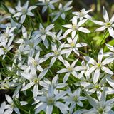 Auch beim Dolden-Milchstern (Ornithogalum umbellatum) handelt es sich um einen Archäophyten. Er bevorzugt einen halbschattigen, frischen Standort. Die Blütezeit der sternförmigen Blüten erstreckt sich von April bis Mai, sie werden unter anderem von Sand- und Furchenbienen bestäubt. Seine Erscheinung im Frühjahr ist kurzweilig, weshalb man den Dolden-Milchstern am besten in Kombination mit anderen Blumenzwiebeln pflanzt. Leben Wühlmäuse im Garten, lohnt sich ein entsprechender Fraßschutz. Bleiben die Blumenzwiebeln unversehrt, bilden sie zahlreiche Tochterzwiebeln und vermehren sich zuverlässig.