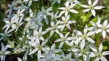 Auch beim Dolden-Milchstern (Ornithogalum umbellatum) handelt es sich um einen Archäophyten. Er bevorzugt einen halbschattigen, frischen Standort. Die Blütezeit der sternförmigen Blüten erstreckt sich von April bis Mai, sie werden unter anderem von Sand- und Furchenbienen bestäubt. Seine Erscheinung im Frühjahr ist kurzweilig, weshalb man den Dolden-Milchstern am besten in Kombination mit anderen Blumenzwiebeln pflanzt. Leben Wühlmäuse im Garten, lohnt sich ein entsprechender Fraßschutz. Bleiben die Blumenzwiebeln unversehrt, bilden sie zahlreiche Tochterzwiebeln und vermehren sich zuverlässig.
