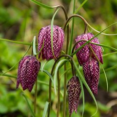 Sie stammt aus der Familie der Liliengewächse und ist mit herabhängenden glockenförmigen Blüten eine außergewöhnliche Frühlingsbotin: Die Schachbrettblume (Fritillaria meleagris). Mithilfe ihrer ein bis zwei Zentimeter großen Zwiebel überwintert sie im Boden. Im April und Mai wachsen daraus aufrechte Stängel mit schmalen graugrünen Blättern. Nach der Bestäubung bilden sich Kapselfrüchte, die eine Vielzahl kleiner Samen enthalten. Eine Verbreitung erfolgt jedoch zuverlässiger über die vielen Tochterzwiebeln, die sich mit der Zeit bilden. Die Schachbrettblume mag feuchte bis nasse Standorte. Außerdem benötigt sie viel Licht. Sie gilt als gefährdet, weil geeignete Lebensräume selten werden. In Deutschland ist sie ein Archäophyt, also eine vor 1500 vom Menschen eingeschleppte, mittlerweile eingebürgerte Pflanze.
