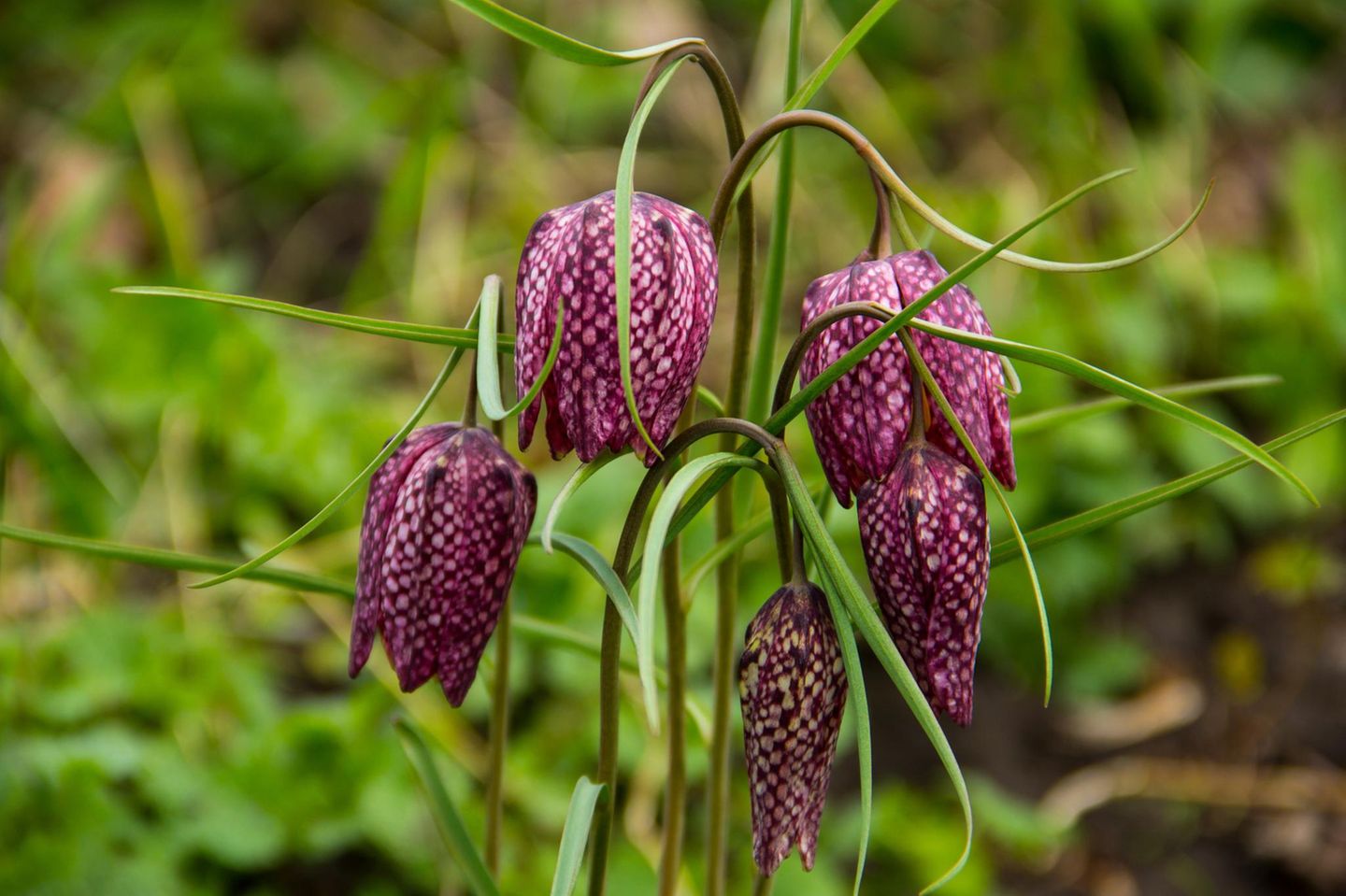 Sie stammt aus der Familie der Liliengewächse und ist mit herabhängenden glockenförmigen Blüten eine außergewöhnliche Frühlingsbotin: Die Schachbrettblume (Fritillaria meleagris). Mithilfe ihrer ein bis zwei Zentimeter großen Zwiebel überwintert sie im Boden. Im April und Mai wachsen daraus aufrechte Stängel mit schmalen graugrünen Blättern. Nach der Bestäubung bilden sich Kapselfrüchte, die eine Vielzahl kleiner Samen enthalten. Eine Verbreitung erfolgt jedoch zuverlässiger über die vielen Tochterzwiebeln, die sich mit der Zeit bilden. Die Schachbrettblume mag feuchte bis nasse Standorte. Außerdem benötigt sie viel Licht. Sie gilt als gefährdet, weil geeignete Lebensräume selten werden. In Deutschland ist sie ein Archäophyt, also eine vor 1500 vom Menschen eingeschleppte, mittlerweile eingebürgerte Pflanze.