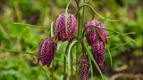 Sie stammt aus der Familie der Liliengewächse und ist mit herabhängenden glockenförmigen Blüten eine außergewöhnliche Frühlingsbotin: Die Schachbrettblume (Fritillaria meleagris). Mithilfe ihrer ein bis zwei Zentimeter großen Zwiebel überwintert sie im Boden. Im April und Mai wachsen daraus aufrechte Stängel mit schmalen graugrünen Blättern. Nach der Bestäubung bilden sich Kapselfrüchte, die eine Vielzahl kleiner Samen enthalten. Eine Verbreitung erfolgt jedoch zuverlässiger über die vielen Tochterzwiebeln, die sich mit der Zeit bilden. Die Schachbrettblume mag feuchte bis nasse Standorte. Außerdem benötigt sie viel Licht. Sie gilt als gefährdet, weil geeignete Lebensräume selten werden. In Deutschland ist sie ein Archäophyt, also eine vor 1500 vom Menschen eingeschleppte, mittlerweile eingebürgerte Pflanze.
