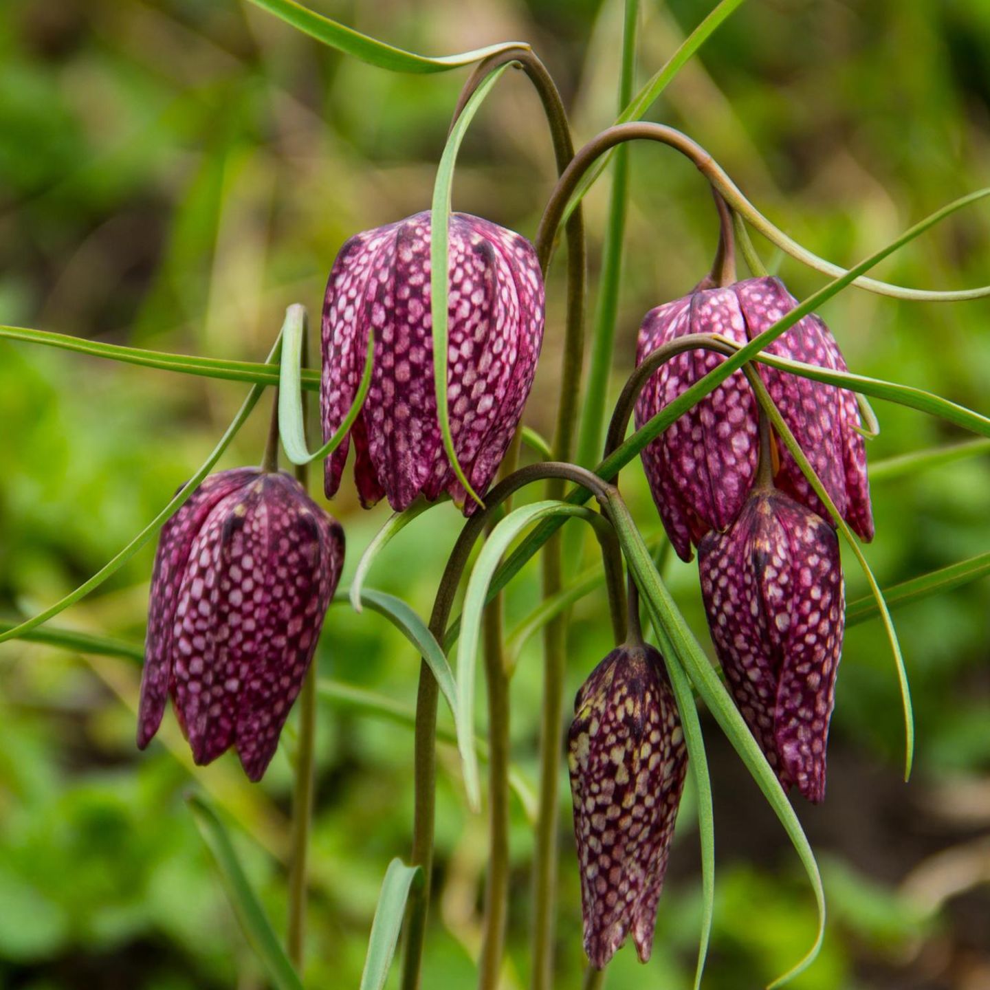 Sie stammt aus der Familie der Liliengewächse und ist mit herabhängenden glockenförmigen Blüten eine außergewöhnliche Frühlingsbotin: Die Schachbrettblume (Fritillaria meleagris). Mithilfe ihrer ein bis zwei Zentimeter großen Zwiebel überwintert sie im Boden. Im April und Mai wachsen daraus aufrechte Stängel mit schmalen graugrünen Blättern. Nach der Bestäubung bilden sich Kapselfrüchte, die eine Vielzahl kleiner Samen enthalten. Eine Verbreitung erfolgt jedoch zuverlässiger über die vielen Tochterzwiebeln, die sich mit der Zeit bilden. Die Schachbrettblume mag feuchte bis nasse Standorte. Außerdem benötigt sie viel Licht. Sie gilt als gefährdet, weil geeignete Lebensräume selten werden. In Deutschland ist sie ein Archäophyt, also eine vor 1500 vom Menschen eingeschleppte, mittlerweile eingebürgerte Pflanze.