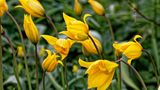 Die Wilde Tulpe (Tulipa sylvestris) ist ein in Deutschland eingebürgerter Archäophyt. Ihre Blüten zeigen sich von April bis Mai, sie sind sternförmig und duftend. Im Garten lässt sie sich gut verwildern, sie vermehrt sich sowohl über Samen als auch durch Brutzwiebeln. Die Blumenzwiebeln werden im Herbst an einem sonnigen und durchlässigen Standort gepflanzt. Staunässe sollte vermieden werden.