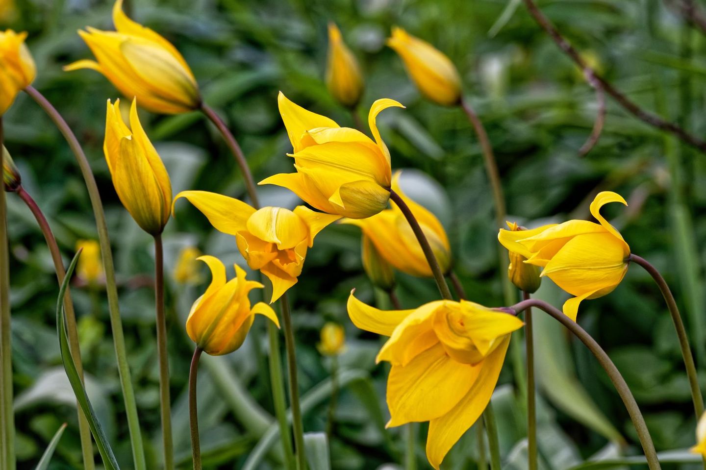 Die Wilde Tulpe (Tulipa sylvestris) ist ein in Deutschland eingebürgerter Archäophyt. Ihre Blüten zeigen sich von April bis Mai, sie sind sternförmig und duftend. Im Garten lässt sie sich gut verwildern, sie vermehrt sich sowohl über Samen als auch durch Brutzwiebeln. Die Blumenzwiebeln werden im Herbst an einem sonnigen und durchlässigen Standort gepflanzt. Staunässe sollte vermieden werden.