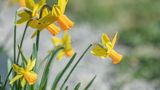 Was für die Traubenhyazinthe gilt, gilt auch für Narzissen: Der Handel bietet mitunter exotische Exemplare an, obwohl es heimische Alternativen gibt. Empfehlenswert sind zum Beispiel die Alpenveilchen-Narzisse (Narcissus cyclamineus), aber auch die Trompeten-Narzisse (Narcissus obvallaris) oder die Gelbe Narzisse (Narcissus pseudonarcissus). Nektar- und pollenwerte sind mäßig bis gering, trotzdem sind viele Insekten auf die frühe Nahrungsquelle angewiesen. 