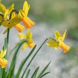 Was für die Traubenhyazinthe gilt, gilt auch für Narzissen: Der Handel bietet mitunter exotische Exemplare an, obwohl es heimische Alternativen gibt. Empfehlenswert sind zum Beispiel die Alpenveilchen-Narzisse (Narcissus cyclamineus), aber auch die Trompeten-Narzisse (Narcissus obvallaris) oder die Gelbe Narzisse (Narcissus pseudonarcissus). Nektar- und pollenwerte sind mäßig bis gering, trotzdem sind viele Insekten auf die frühe Nahrungsquelle angewiesen. 