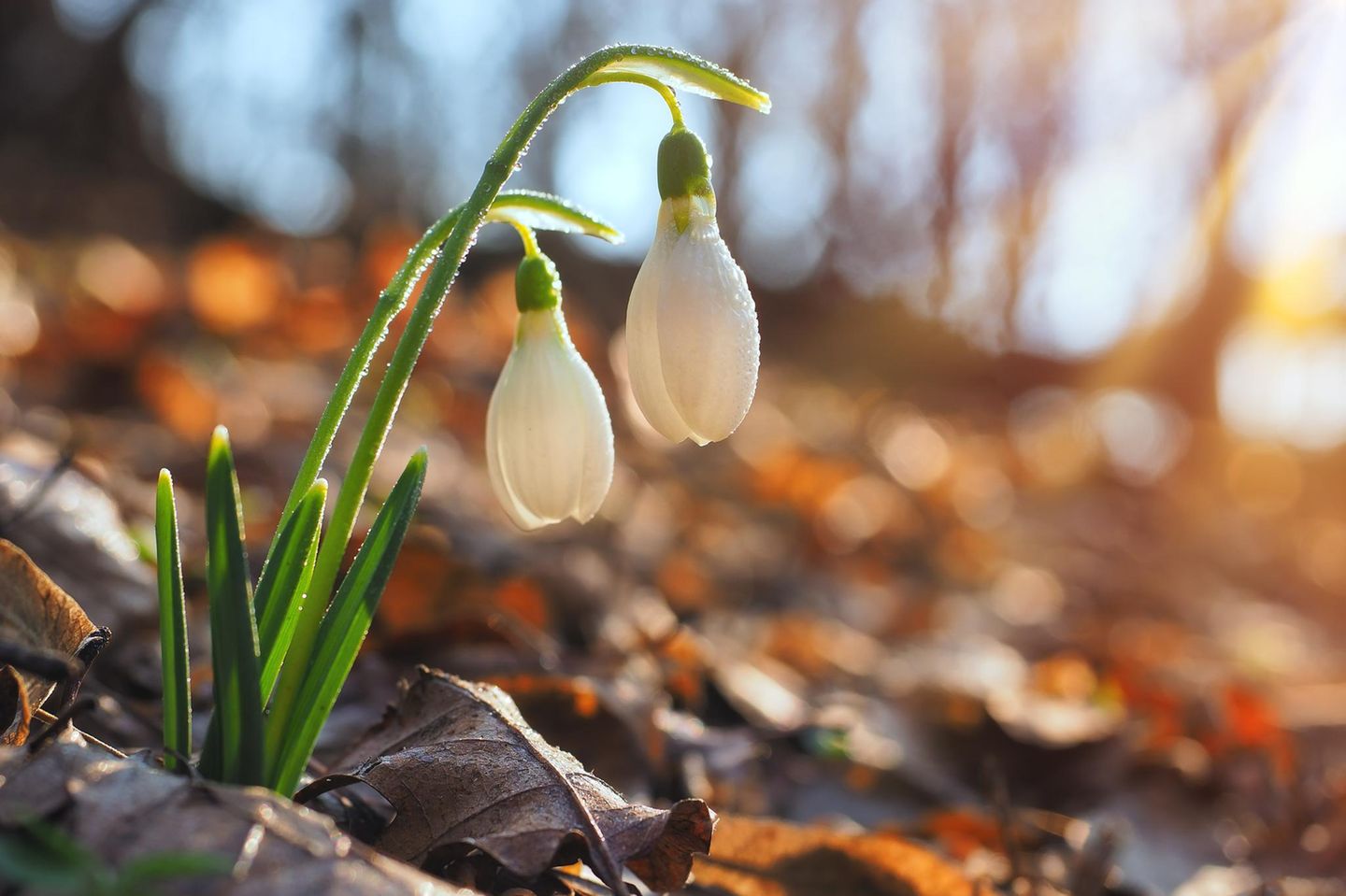 Ähnlich wie der Märzenbecher streckt das Schneeglöckchen (Galanthus nivalis) bereits im Februar die ersten Blätter und Blüten aus der Schneedecke. Die Pflanze bildet kleine Horste, die sich im Unterholz, im Blumenbeet, auf Rasenflächen und in Kübeln gut machen. Da sie etwas unscheinbar daherkommen, lassen sich Schneeglöckchen ideal mit bunten Frühblühern kombinieren. Ihre Blumenzwiebeln werden im Herbst in lockeren, humushaltigen Boden gepflanzt. Ist dieser zu sauer, treiben die Zwiebeln nicht aus. Auf eine Düngung sollte man daher verzichten.