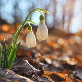 Ähnlich wie der Märzenbecher streckt das Schneeglöckchen (Galanthus nivalis) bereits im Februar die ersten Blätter und Blüten aus der Schneedecke. Die Pflanze bildet kleine Horste, die sich im Unterholz, im Blumenbeet, auf Rasenflächen und in Kübeln gut machen. Da sie etwas unscheinbar daherkommen, lassen sich Schneeglöckchen ideal mit bunten Frühblühern kombinieren. Ihre Blumenzwiebeln werden im Herbst in lockeren, humushaltigen Boden gepflanzt. Ist dieser zu sauer, treiben die Zwiebeln nicht aus. Auf eine Düngung sollte man daher verzichten.