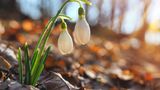 Ähnlich wie der Märzenbecher streckt das Schneeglöckchen (Galanthus nivalis) bereits im Februar die ersten Blätter und Blüten aus der Schneedecke. Die Pflanze bildet kleine Horste, die sich im Unterholz, im Blumenbeet, auf Rasenflächen und in Kübeln gut machen. Da sie etwas unscheinbar daherkommen, lassen sich Schneeglöckchen ideal mit bunten Frühblühern kombinieren. Ihre Blumenzwiebeln werden im Herbst in lockeren, humushaltigen Boden gepflanzt. Ist dieser zu sauer, treiben die Zwiebeln nicht aus. Auf eine Düngung sollte man daher verzichten.