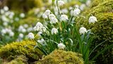 Märzenbecher (Leucojum vernum) sind stets unter den ersten Frühblühern des Jahres vertreten. Oft sieht man die weißen, glockenförmigen Blüten bereits im Februar durch leichte Schneedecken blicken. Aus der Ferne ähnelt die Pflanze dem Schneeglöckchen, bei genauerem Hinsehen geben aber vor allem die grünen Punkte an der Blütenspitze Aufschluss. Märzenbecher sind robust und pflegeleicht, sie bevorzugen halbschattige Standorte, kommen aber auch mit der Sonne zurecht. Ihre Blüten werden vor allem von Tagfaltern und Bienen aufgesucht. In der Wildnis kommt der Märzenbecher selten vor, er steht auf der Vorwarnliste der Roten Liste gefährdeter Arten.