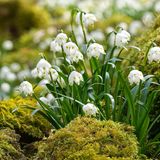 Märzenbecher (Leucojum vernum) sind stets unter den ersten Frühblühern des Jahres vertreten. Oft sieht man die weißen, glockenförmigen Blüten bereits im Februar durch leichte Schneedecken blicken. Aus der Ferne ähnelt die Pflanze dem Schneeglöckchen, bei genauerem Hinsehen geben aber vor allem die grünen Punkte an der Blütenspitze Aufschluss. Märzenbecher sind robust und pflegeleicht, sie bevorzugen halbschattige Standorte, kommen aber auch mit der Sonne zurecht. Ihre Blüten werden vor allem von Tagfaltern und Bienen aufgesucht. In der Wildnis kommt der Märzenbecher selten vor, er steht auf der Vorwarnliste der Roten Liste gefährdeter Arten.