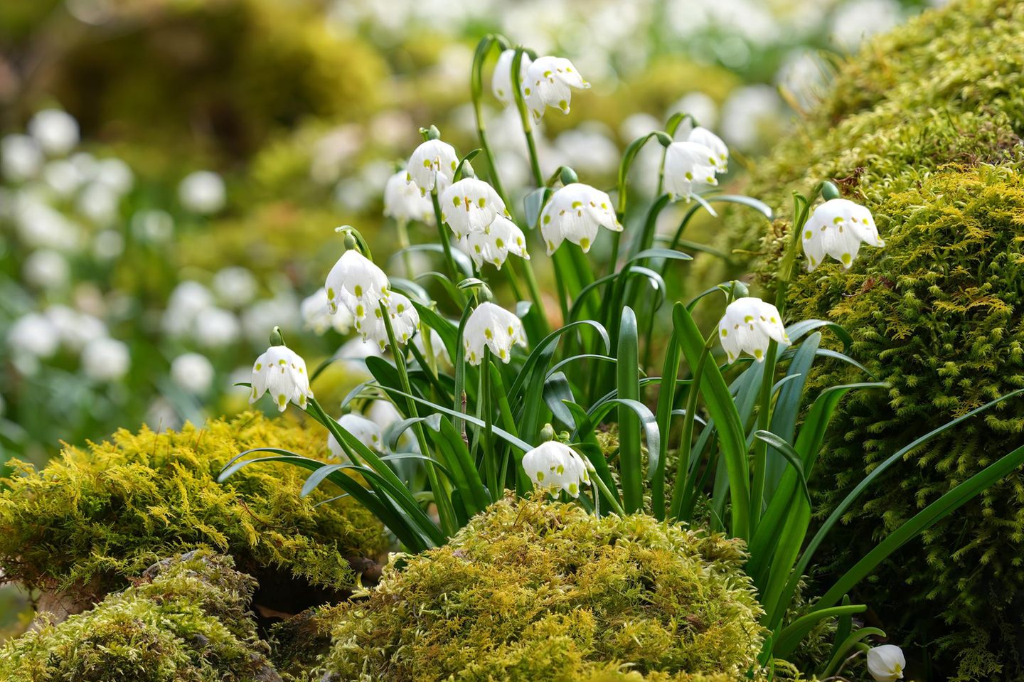 Märzenbecher (Leucojum vernum) sind stets unter den ersten Frühblühern des Jahres vertreten. Oft sieht man die weißen, glockenförmigen Blüten bereits im Februar durch leichte Schneedecken blicken. Aus der Ferne ähnelt die Pflanze dem Schneeglöckchen, bei genauerem Hinsehen geben aber vor allem die grünen Punkte an der Blütenspitze Aufschluss. Märzenbecher sind robust und pflegeleicht, sie bevorzugen halbschattige Standorte, kommen aber auch mit der Sonne zurecht. Ihre Blüten werden vor allem von Tagfaltern und Bienen aufgesucht. In der Wildnis kommt der Märzenbecher selten vor, er steht auf der Vorwarnliste der Roten Liste gefährdeter Arten.