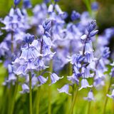 Zur Unterpflanzung von Gehölzen bietet sich das Hasenglöckchen (Hyacinthoides non-scripta) an. Die heimische Pflanze fühlt sich in Laubwäldern wohl und kann dort eine bezaubernde Wirkung erzielen, wenn ein blauer Blütenteppich bereits aus der Ferne erstrahlt. Als Zuchtsorte ist das Hasenglöckchen auch mit weißen ('Alba') und rosafarbenen ('Rosea') Blüten erhältlich. Weil diese glockenförmig sind, stehen sie nicht bei vielen Insekten hoch im Kurs, wohl aber bei solchen, die über einen längeren Rüssel verfügen. 