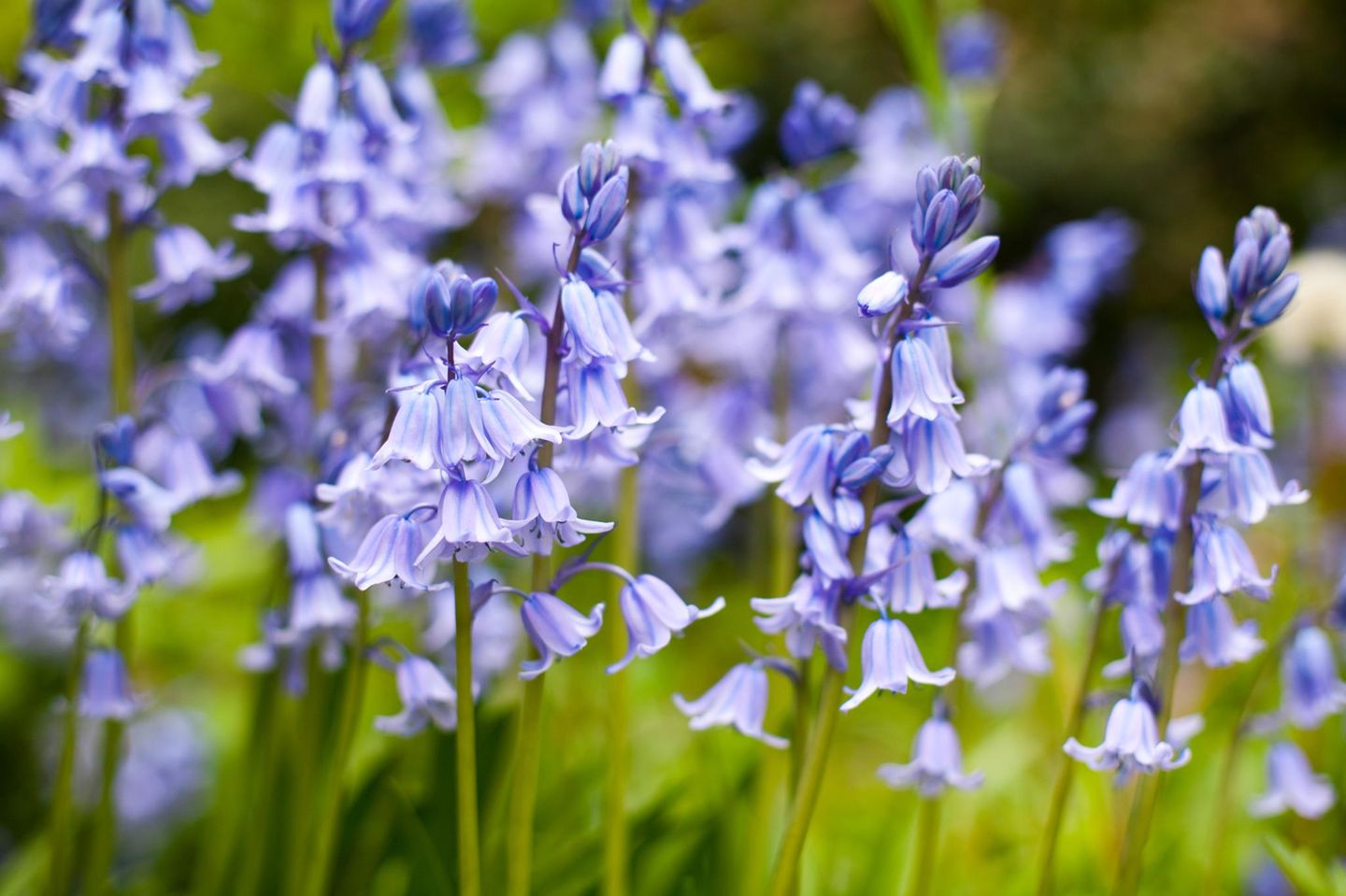 Zur Unterpflanzung von Gehölzen bietet sich das Hasenglöckchen (Hyacinthoides non-scripta) an. Die heimische Pflanze fühlt sich in Laubwäldern wohl und kann dort eine bezaubernde Wirkung erzielen, wenn ein blauer Blütenteppich bereits aus der Ferne erstrahlt. Als Zuchtsorte ist das Hasenglöckchen auch mit weißen ('Alba') und rosafarbenen ('Rosea') Blüten erhältlich. Weil diese glockenförmig sind, stehen sie nicht bei vielen Insekten hoch im Kurs, wohl aber bei solchen, die über einen längeren Rüssel verfügen. 