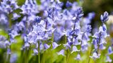 Zur Unterpflanzung von Gehölzen bietet sich das Hasenglöckchen (Hyacinthoides non-scripta) an. Die heimische Pflanze fühlt sich in Laubwäldern wohl und kann dort eine bezaubernde Wirkung erzielen, wenn ein blauer Blütenteppich bereits aus der Ferne erstrahlt. Als Zuchtsorte ist das Hasenglöckchen auch mit weißen ('Alba') und rosafarbenen ('Rosea') Blüten erhältlich. Weil diese glockenförmig sind, stehen sie nicht bei vielen Insekten hoch im Kurs, wohl aber bei solchen, die über einen längeren Rüssel verfügen. 