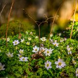 Unter Hecken, Bäumen und Sträuchern wachsen Buschwindröschen (Anemone nemorosa) gern zu einem dichten Teppich. Das bodendeckende Hahnenfußgewächs ist hierzulande in Wäldern weit verbreitet. Die ersten Blüten zeigen sich bereits im März, was das Buschwindröschen zu einer wichtigen Starthilfe für hungrige Insekten macht. Es vermehrt sich über Ausläufer und Samen. Wer im Herbst Blumenzwiebeln pflanzen möchte, setzt sie am besten in dichten Gruppen, damit das Buschwindröschen die beste optische Wirkung erzielt.