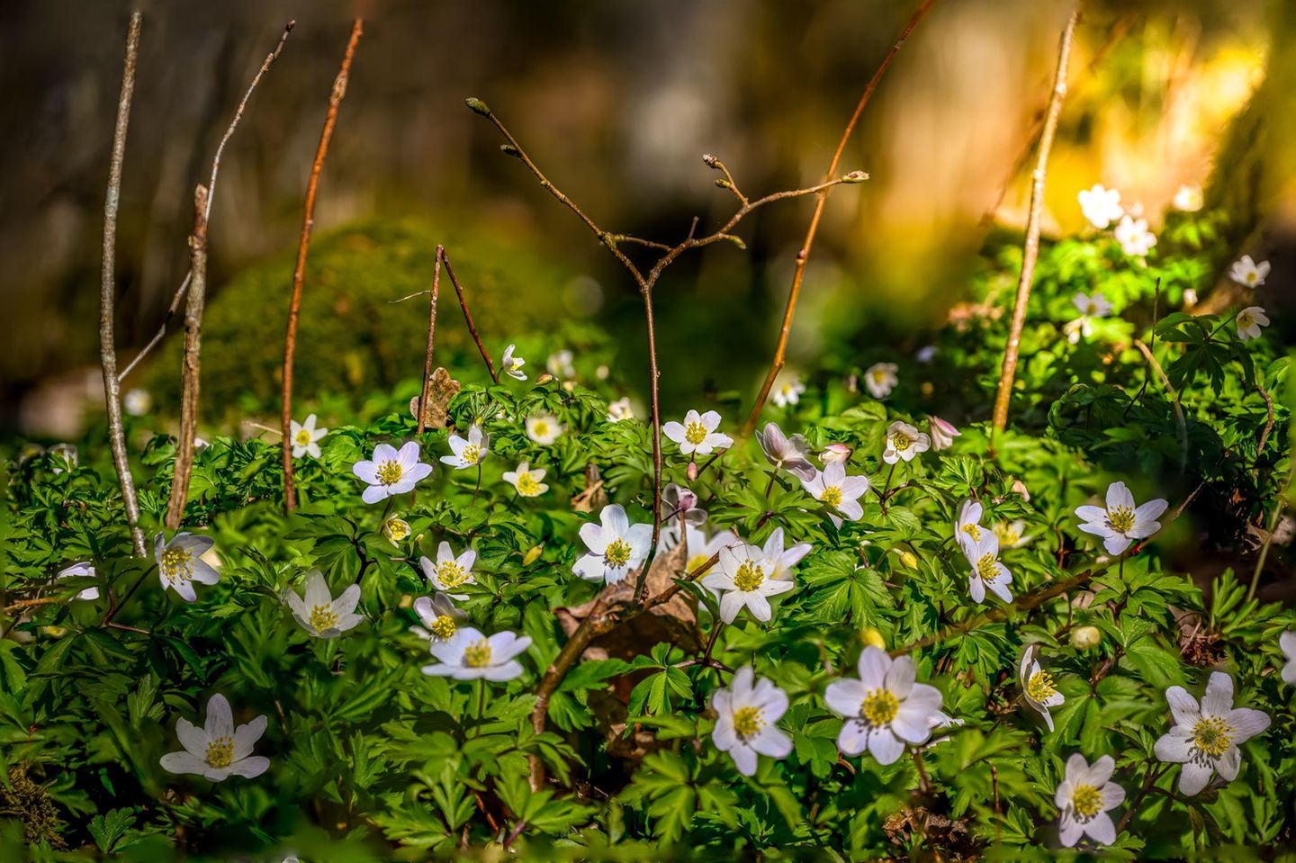 Unter Hecken, Bäumen und Sträuchern wachsen Buschwindröschen (Anemone nemorosa) gern zu einem dichten Teppich. Das bodendeckende Hahnenfußgewächs ist hierzulande in Wäldern weit verbreitet. Die ersten Blüten zeigen sich bereits im März, was das Buschwindröschen zu einer wichtigen Starthilfe für hungrige Insekten macht. Es vermehrt sich über Ausläufer und Samen. Wer im Herbst Blumenzwiebeln pflanzen möchte, setzt sie am besten in dichten Gruppen, damit das Buschwindröschen die beste optische Wirkung erzielt.