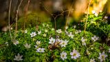 Unter Hecken, Bäumen und Sträuchern wachsen Buschwindröschen (Anemone nemorosa) gern zu einem dichten Teppich. Das bodendeckende Hahnenfußgewächs ist hierzulande in Wäldern weit verbreitet. Die ersten Blüten zeigen sich bereits im März, was das Buschwindröschen zu einer wichtigen Starthilfe für hungrige Insekten macht. Es vermehrt sich über Ausläufer und Samen. Wer im Herbst Blumenzwiebeln pflanzen möchte, setzt sie am besten in dichten Gruppen, damit das Buschwindröschen die beste optische Wirkung erzielt.