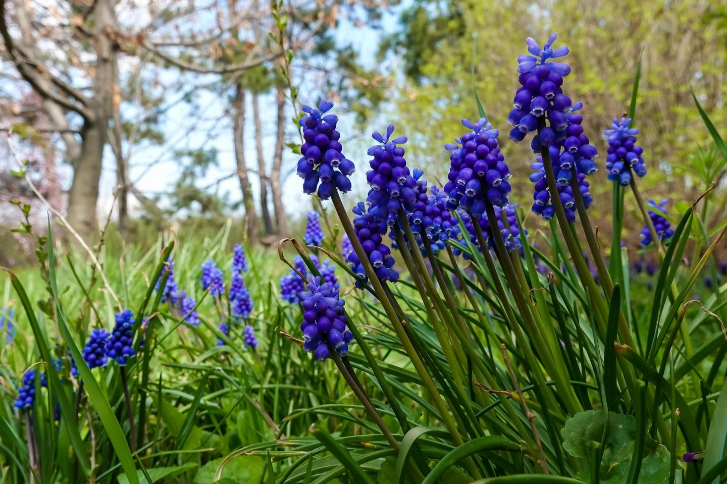 Traubenhyazinthen findet man im Frühling in nahezu jedem Gartencenter. Sogar im Supermarkt werden die Frühblüher zusammen mit Narzissen verkauft. Wer im Garten jedoch hauptsächlich auf heimische Pflanzen setzen möchte, sollte beim Kauf genau hinsehen. Denn die im Handel weit verbreitete Armenische Traubenhyazinthe (Muscari armeniacum) ist ein invasiver Neophyt, also eine nicht-heimische Pflanze, die sich schnell verbreitet und andere Arten verdrängt. Besser geeignet ist die Kleine Traubenhyazinthe (Muscari botryoides), bei der es sich um die heimische Wildform handelt. Ihre Blumenzwiebeln wandern im Herbst in die Erde. Im April erscheinen dann die klassischen traubenförmigen Blüten, die vor allem bei Hummeln beliebt sind.