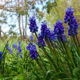 Traubenhyazinthen findet man im Frühling in nahezu jedem Gartencenter. Sogar im Supermarkt werden die Frühblüher zusammen mit Narzissen verkauft. Wer im Garten jedoch hauptsächlich auf heimische Pflanzen setzen möchte, sollte beim Kauf genau hinsehen. Denn die im Handel weit verbreitete Armenische Traubenhyazinthe (Muscari armeniacum) ist ein invasiver Neophyt, also eine nicht-heimische Pflanze, die sich schnell verbreitet und andere Arten verdrängt. Besser geeignet ist die Kleine Traubenhyazinthe (Muscari botryoides), bei der es sich um die heimische Wildform handelt. Ihre Blumenzwiebeln wandern im Herbst in die Erde. Im April erscheinen dann die klassischen traubenförmigen Blüten, die vor allem bei Hummeln beliebt sind.