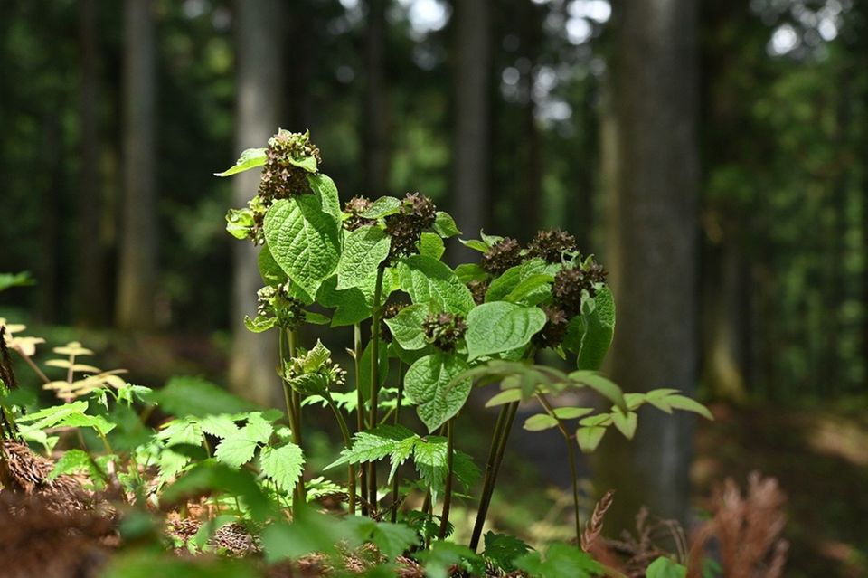 Vincetoxicum nakaianum Pflanze in einem Wald